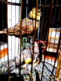2 echte präparierte Vögel eines Bontems Automaten